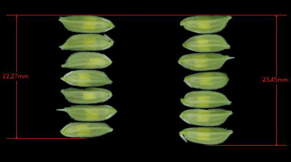 品種自動(dòng)比對(duì)